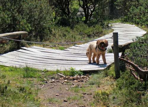 Dog Wait Away Path Look Expect Watch Guard