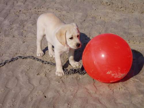 Dog Puppy Red Beach Marker