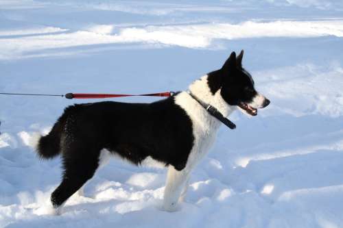 Dog Karelian Bear Dog Animal Winter Snow