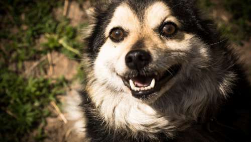 Dog View Eyes Animals Pets Man'S Best Friend