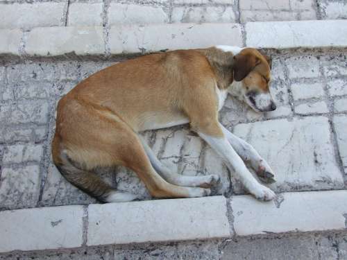 Dog Fatigue Pets Siesta