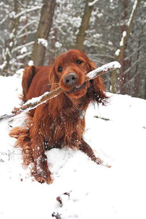 Dog Stick Winter Fun Spacer Setter Bites Forest