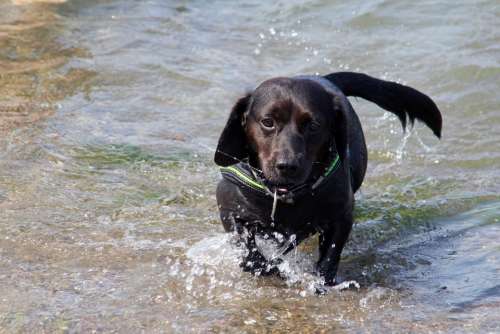 Dog Hybrid Black Water Sea Baltic Sea Beach