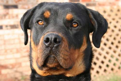 Dog Hound Pet Canine Domestic Breed Rottweiler