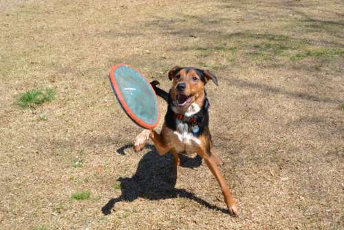 Dog Frisbee Fetch Jump Canine Animal Pet Fun