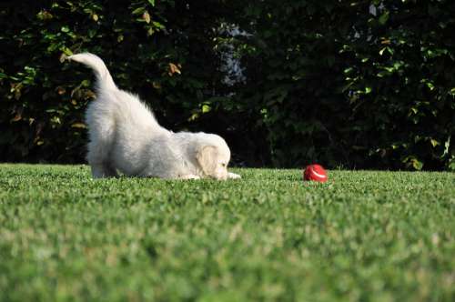Dog Game Golden Retriever Garden Red Ball