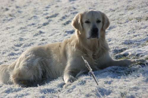 Dog Snow Concerns Look Golden Golden Retriever