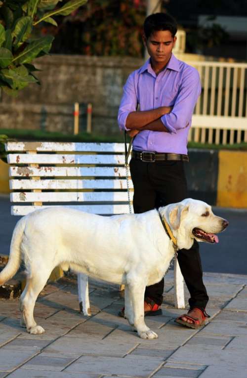 Dog Labrador White Walking The Dog Pet Animal