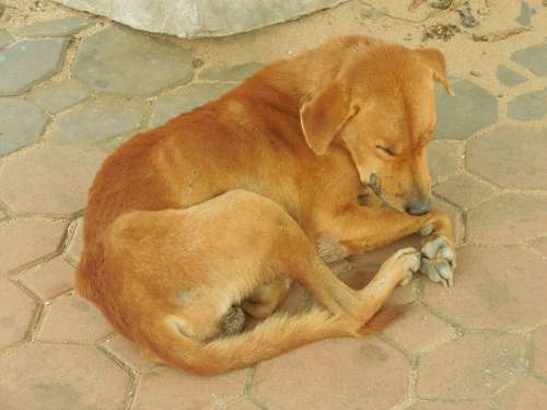 Dog Sleeping Animal Canine Sleep Comfortable