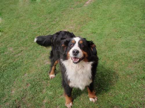 Dog Bernese Mountain Dog Mountain Dog Good Dear