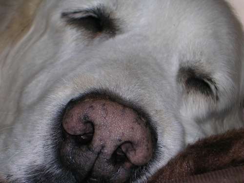 Dog Nose Golden Retriever Goldie Snout Close Up