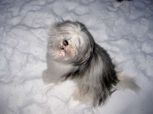 Dog Play Expectant Attitude Snow Winter
