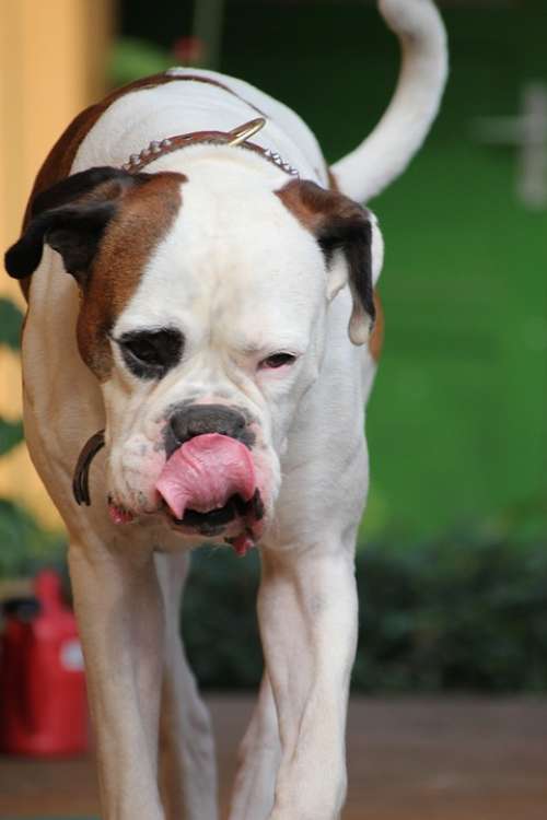Dog Boxer Pet Fur Necklace White Drink Animal