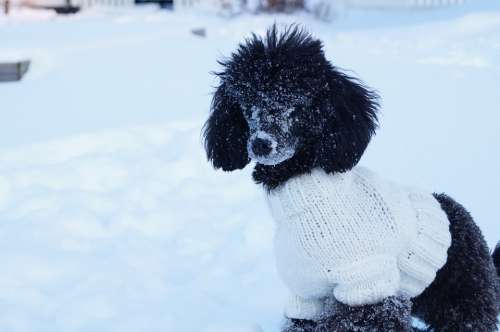 Dog Poodle Snow Sweater Pet Animal Breed Cute