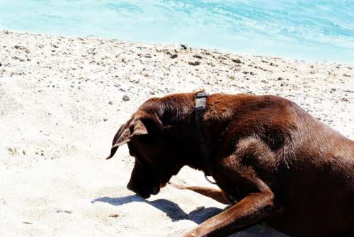 Dog Animal Sea Beach Water Summer