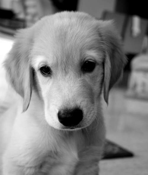 Dog Puppy Golden Retriever Adorable Purebred