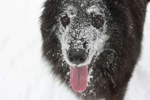 Dog The Pleasure Of Snow Winter
