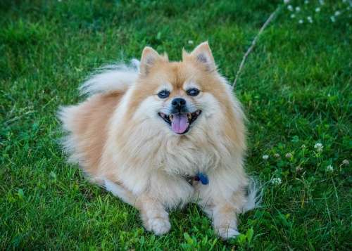 Dog Pomeranian Cute Grass Canine Animal Domestic