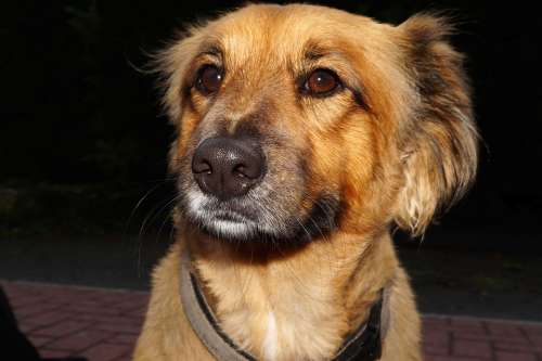 Dog Male Animal Fur Pride Brown Portrait
