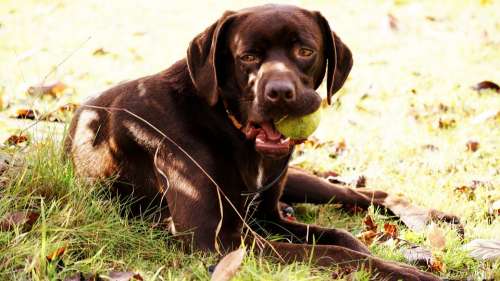 Dog Animal Watchdog Ball Games