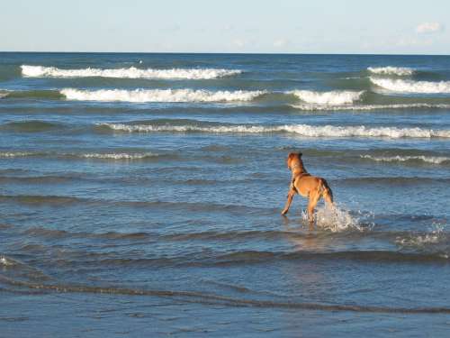 Dog Beach Waves Water Blue Coast Lake Michigan