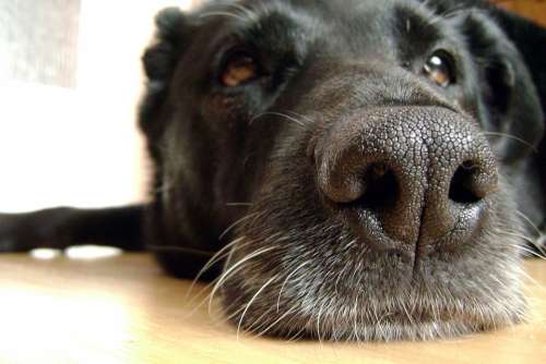 Dog The Nose Snout Black Coat Eyes Sniffing