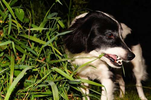 Dog Pet Garden At Night Grass Eat Fur Snout