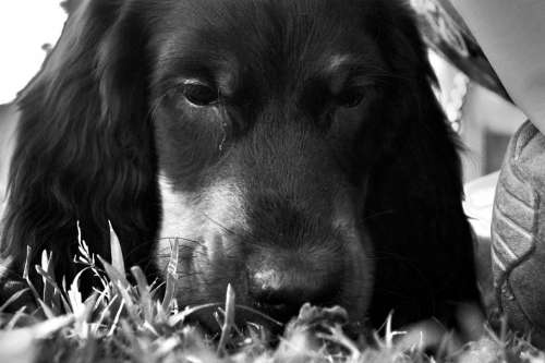 Dog Setter Gordon Park Muzzle Grass
