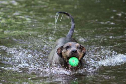 Dog Water Ball Run Canine Play