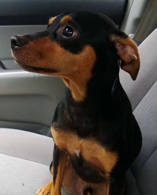 Dog Pinscher Animal Pet Canine Domestic Little