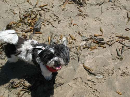 Dog Beach Sun Sand Animal Pet