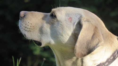 Dog Head Snout Profile Animal Pet Animal Portrait