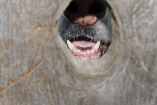Dog Knothole Fence Canine Animal Pet