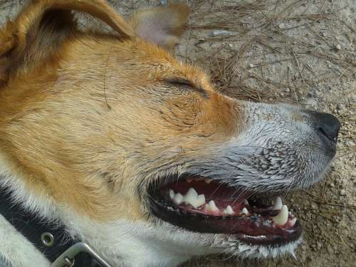 Dog Tired Resting Pet Canine Sleeping Lying Nose