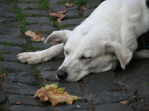 Dog Rest Cobblestones Leaf Sleep Tired Relax