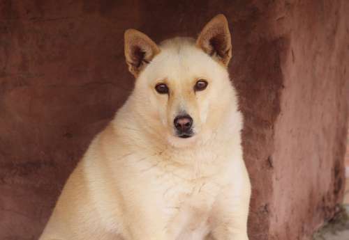 Dog Fur Hybrid Animal White