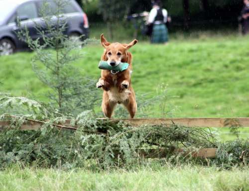 Dog Training Jump Spaniel Animal Pet Domestic