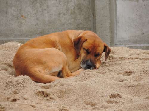 Dog Sleeping Sand Brown