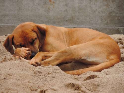Dog Brown Sleeping Sand