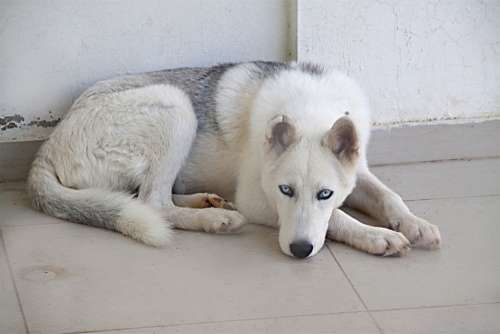 Dog White Fur Animal Husky Lying Blue Eye