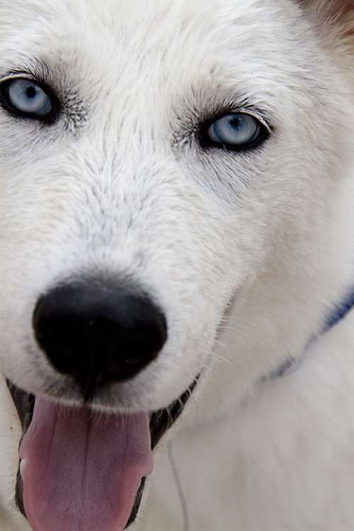 Dog Tongue White Fur Blue Eye Animal Husky