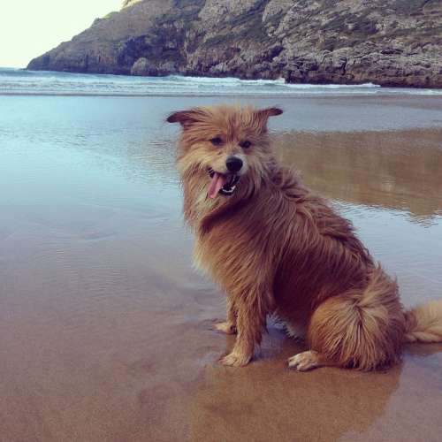 Dog Beach Happy Summer Animal