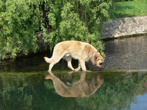 Dog Water Animal Nature
