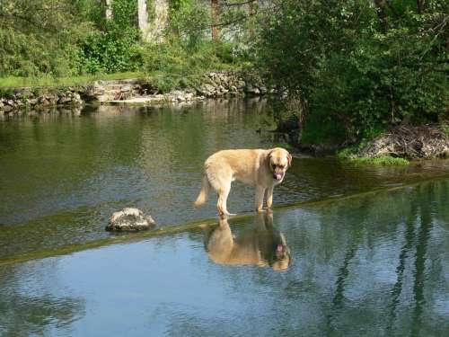 Dog Nature Animal Water