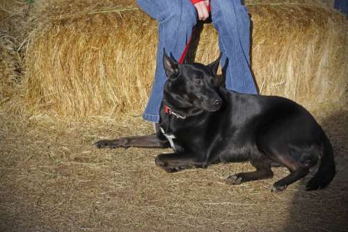 Dog Sitting Black Animal Pet Friendship Canine
