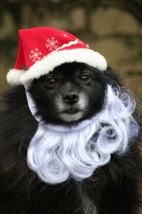 Dog Santa Pet Animal Christmas Xmas Holiday