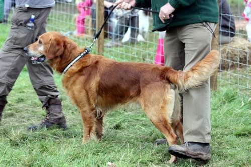 Dog Retriever Handler Lead Pet Animal Canine