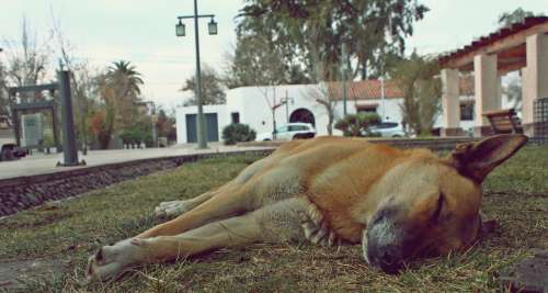 Dog Siesta Sleep Animals Rest Naps Plaza