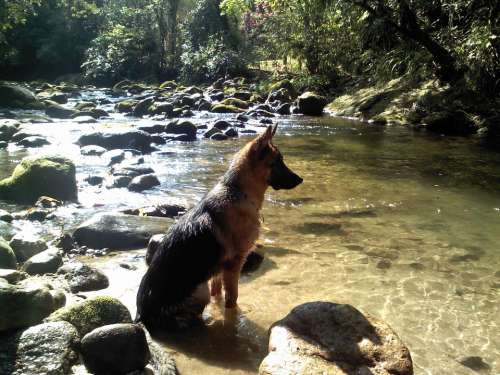 Dog Water Rio