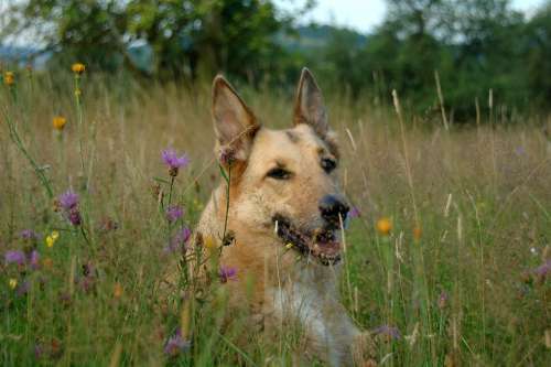 Dog Meadow Animal Flower Meadow